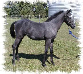 Slo Smokin Gun, Sold to Darlene Wilken of WI