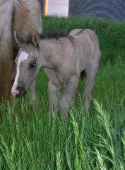 Owned by Brittney Jhuler, Audubon IA