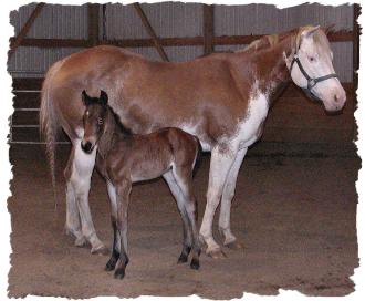 Buck Bars Cassinova, Kozy Koestner Stables