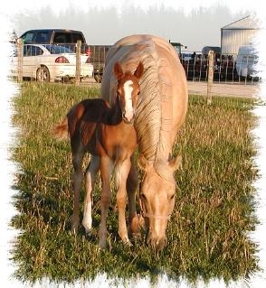 Gunners Mystery Chick, Sold, Was owned by Mark Knapp