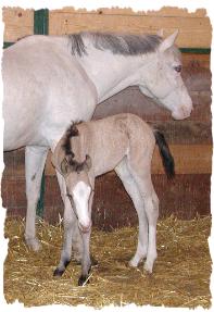 Owned by Kozy Koestner Stables