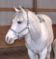 Slo Gin N Pepsi, sad ending for everyone due to a Intestinal Impaction, Gin & a georgeous Palamino Filly x Gunner were both lost.  Lori will miss her dearly & thanks her for all the beutiful foals she has produced.