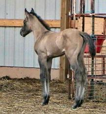 Lily, born 4/16/06 Owned by Amy Goembel