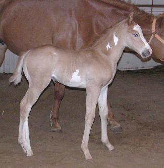Colt Born 5/04/06 Owned by Lori & Larry Pitstick of Rockwell City, IA
