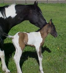 Buckskin Colt? Born 5/17/06 Owned by Scott Carstenson