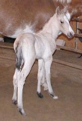 Champain Dun, BuckBarsShakerNScotch Colt born 4/27/06 Owned by the Koestners
